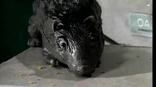 Pulled amateurs close up car sex