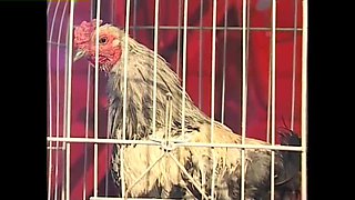 Texas Dildo Masquerade #1 - Tabitha Stevens & Randi Storm in Hot Anal Blowjob Parody with Big Tits and Cumshot