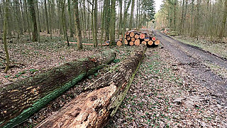 Naked Breasts Punished on the Forest Path