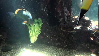 Hitch hiking teen outdoor public fuck in this hd video