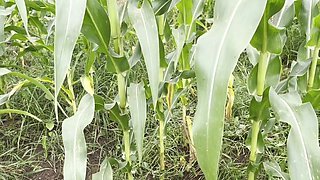 Stepsister-in-laws Tight Pussy